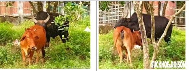 Đàn động vật quý hiếm tại Khánh Hòa 'tắc' ở khâu sinh sản- Ảnh 1.