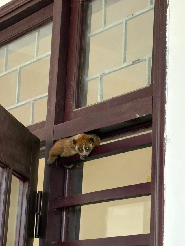 Cá thể linh trưởng quý hiếm đi lạc vào trụ sở trạm y tế- Ảnh 2.