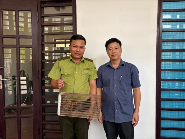 Cá thể linh trưởng quý hiếm đi lạc vào trụ sở trạm y tế- Ảnh 1.