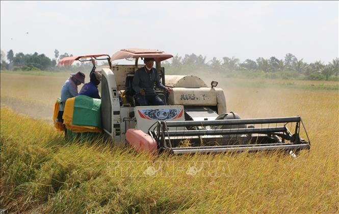 Giá gạo trong nước tăng, thị trường xuất khẩu vẫn chững nhịp- Ảnh 1.