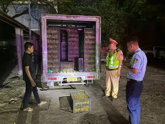 Quảng Ninh: Phát hiện xe tải chở 10.000 vịt con không rõ nguồn gốc trong đêm- Ảnh 1.