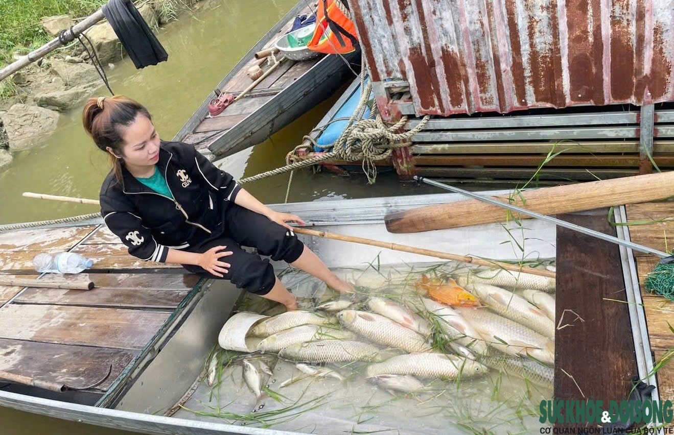 Hàng tấn cá nuôi lồng bè chết trắng trên sông Lam- Ảnh 1.