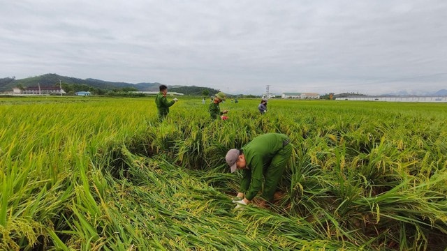 Dông lốc, mưa đá tàn phá Nghệ An: Hàng nghìn héc-ta lúa đổ rạp, gần 1.000 nhà hư hỏng- Ảnh 4.