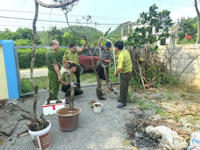 Xử lý 8 vụ, 8 đối tượng về hành vi khai thác, tàng trữ trái phép cây muội hồng- Ảnh 2.