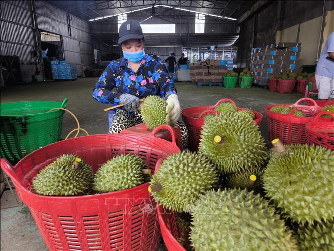 Giá sầu riêng giảm sâu, nông dân đối mặt thua lỗ- Ảnh 2.