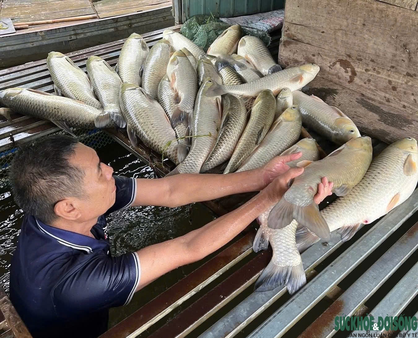 Cá chết hàng loạt trên sông Lam không phải dịch bệnh thông thường- Ảnh 1.