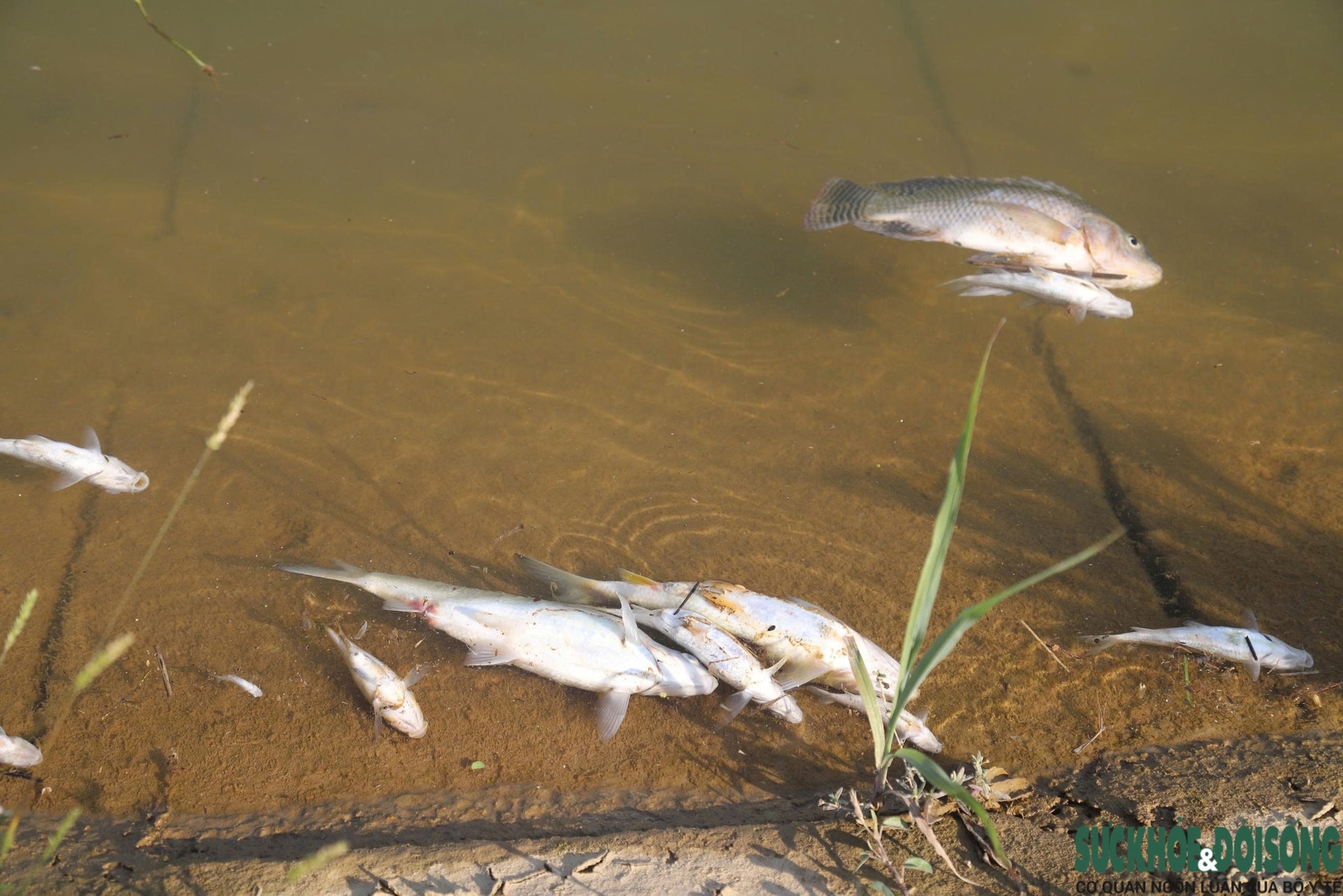 Sau vụ vỡ bồn chứa 2.000 tấn mật, tạm dừng lấy nước thô từ sông Lam- Ảnh 1.