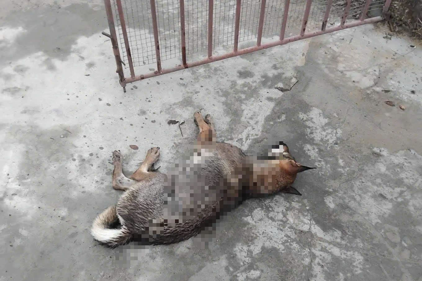 Chó nghi lên cơn dại cắn 6 người liên tiếp, một nạn nhân lộ xương- Ảnh 2.