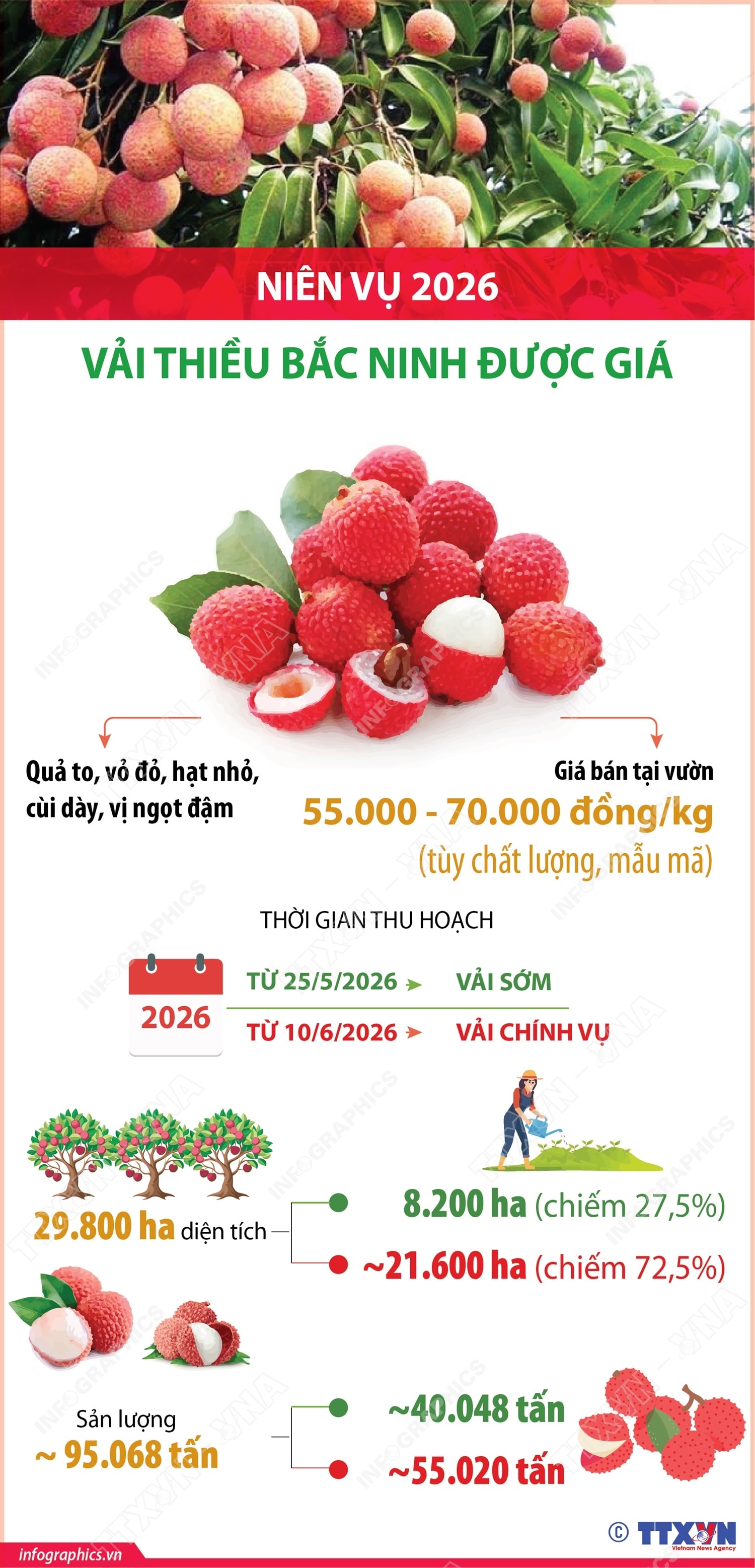 Niên vụ 2026: Vải thiều Bắc Ninh được giá- Ảnh 1.