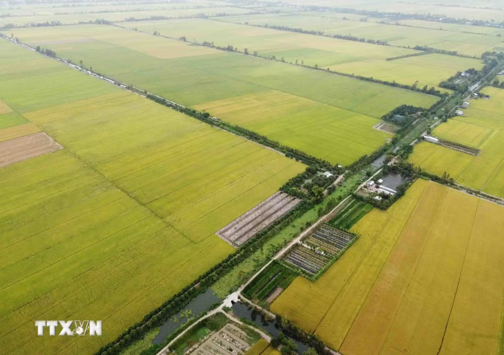Giá gạo xuất khẩu tăng, thị trường lo ngại tác động của El Niño- Ảnh 2.