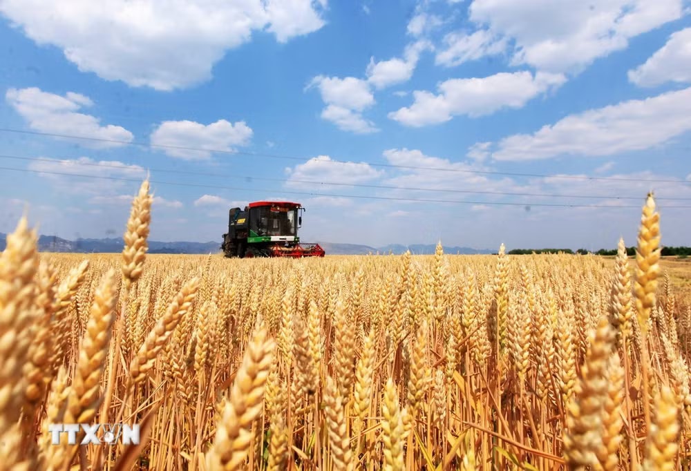 Giá gạo xuất khẩu tăng, thị trường lo ngại tác động của El Niño- Ảnh 3.