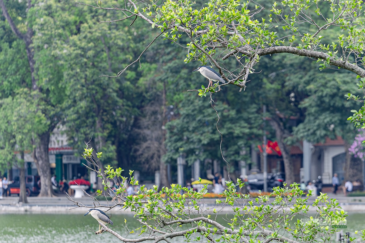 Chim hoang tạo khung cảnh yên bình giữa phố thị Hà Nội- Ảnh 8.