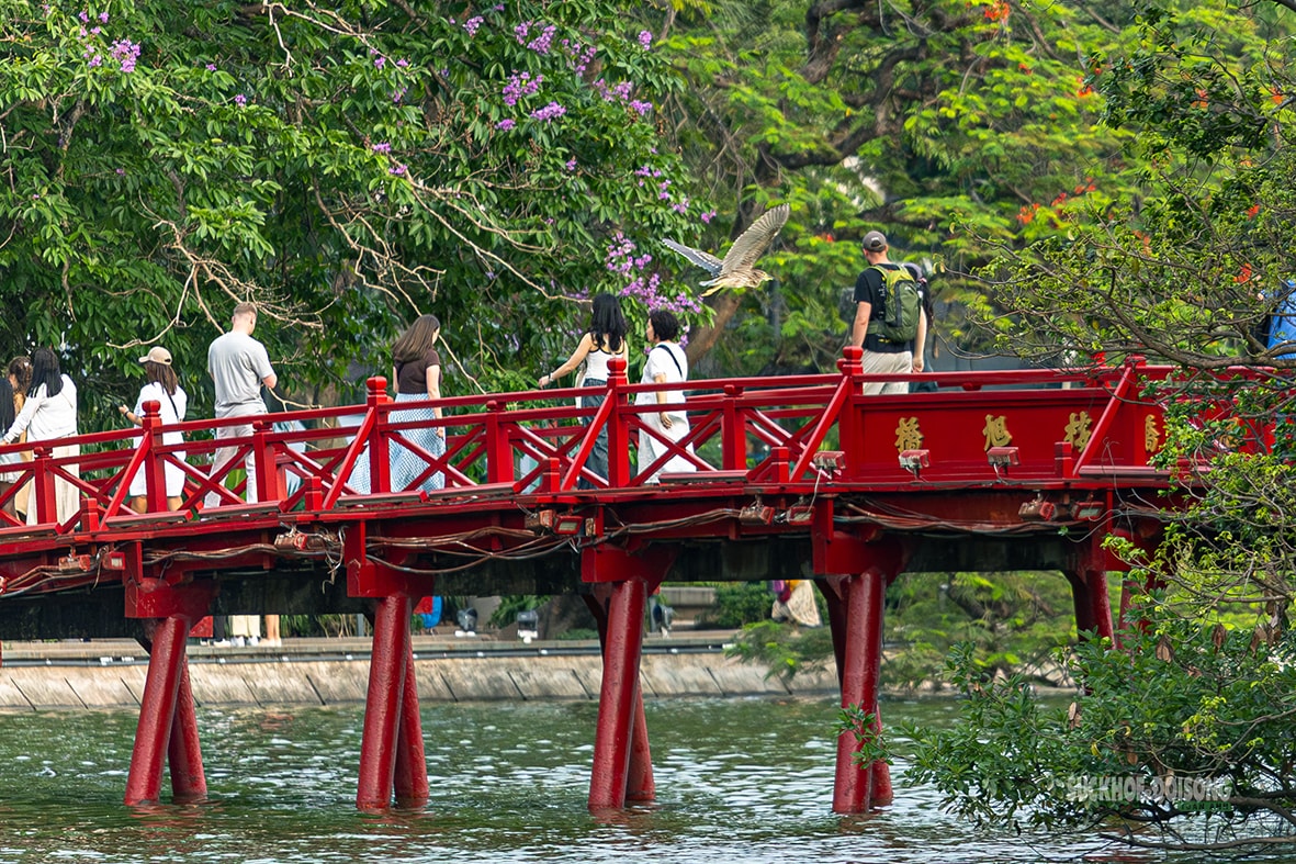 Chim hoang tạo khung cảnh yên bình giữa phố thị Hà Nội- Ảnh 1.