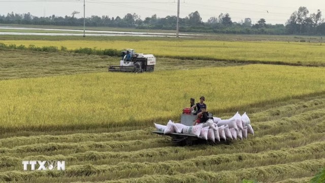 Giá gạo xuất khẩu tăng, thị trường lo ngại tác động của El Niño- Ảnh 1.
