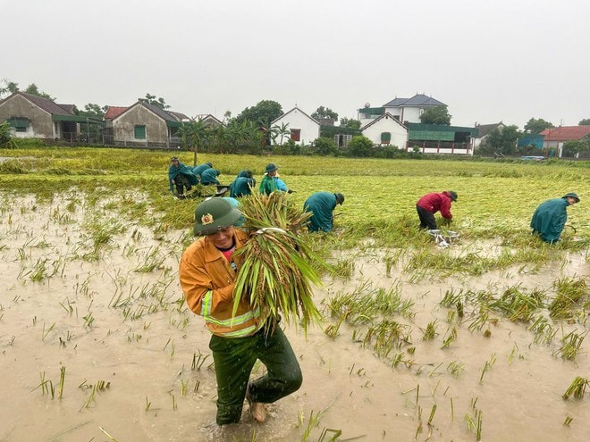 Công an, bộ đội dầm mưa giúp dân cứu lúa sau dông lốc ở Nghệ An- Ảnh 2.