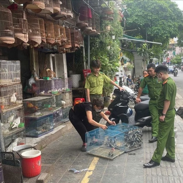 Cảnh báo nạn săn bắt chim để nuôi làm cảnh có thể bị xử phạt nặng- Ảnh 1. Cảnh báo nạn săn bắt chim để nuôi làm cảnh có thể bị xử phạt nặng- Ảnh 1.