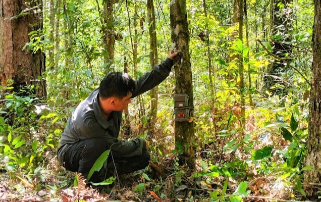 Hé lộ cách đặt bẫy ảnh để ghi hình nhiều loài động vật quý hiếm ở Khánh Hòa- Ảnh 2. Hé lộ cách đặt bẫy ảnh để ghi hình nhiều loài động vật quý hiếm ở Khánh Hòa- Ảnh 2.