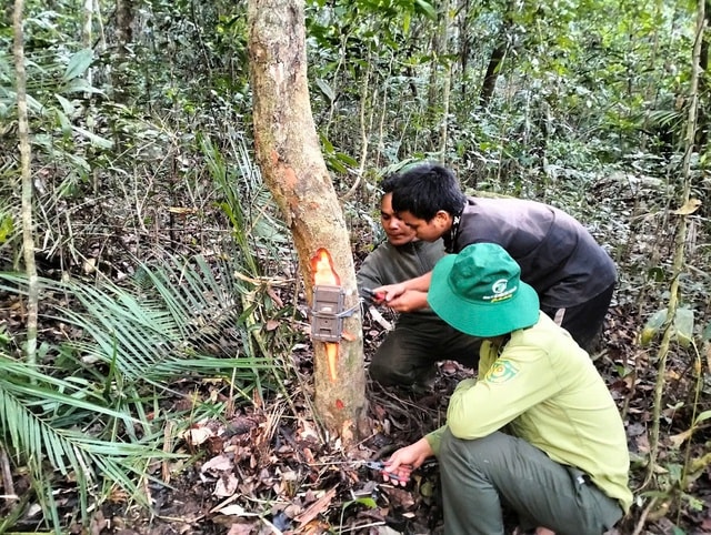 Hé lộ cách đặt bẫy ảnh để ghi hình nhiều loài động vật quý hiếm ở Khánh Hòa- Ảnh 1. Hé lộ cách đặt bẫy ảnh để ghi hình nhiều loài động vật quý hiếm ở Khánh Hòa- Ảnh 1.