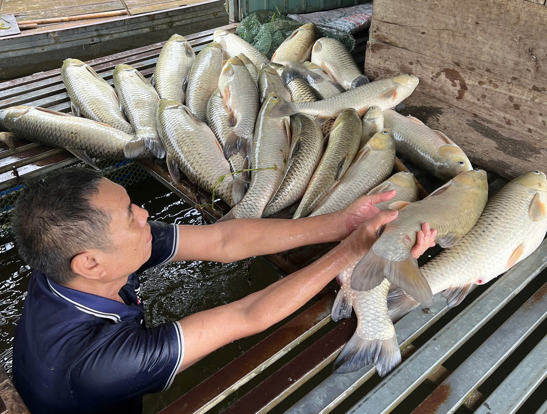 Vụ cá chết hàng loạt ở sông Lam: Mẫu nước đều nằm trong giới hạn cho phép- Ảnh 1. Vụ cá chết hàng loạt ở sông Lam: Mẫu nước đều nằm trong giới hạn cho phép- Ảnh 1.