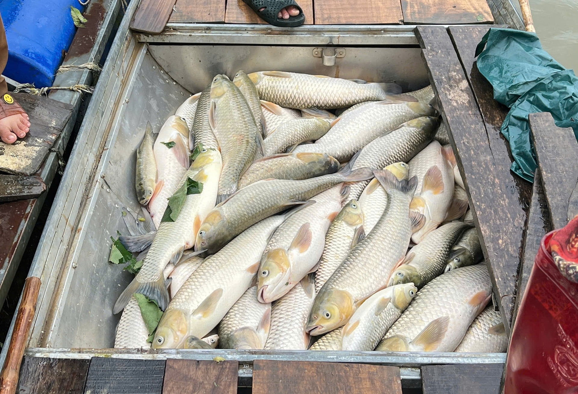 Vụ cá chết hàng loạt ở sông Lam: Mẫu nước đều nằm trong giới hạn cho phép- Ảnh 2. Vụ cá chết hàng loạt ở sông Lam: Mẫu nước đều nằm trong giới hạn cho phép- Ảnh 2.