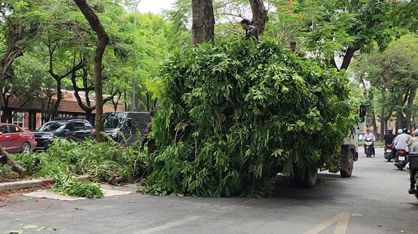 Hà Nội: Cắt sửa hơn 35.000 cây xanh trước mùa mưa bão- Ảnh 10.