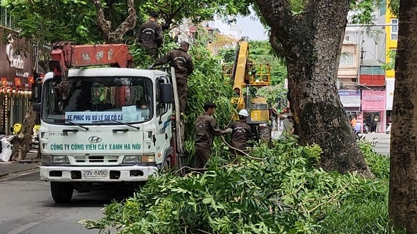 Hà Nội: Cắt sửa hơn 35.000 cây xanh trước mùa mưa bão- Ảnh 9.