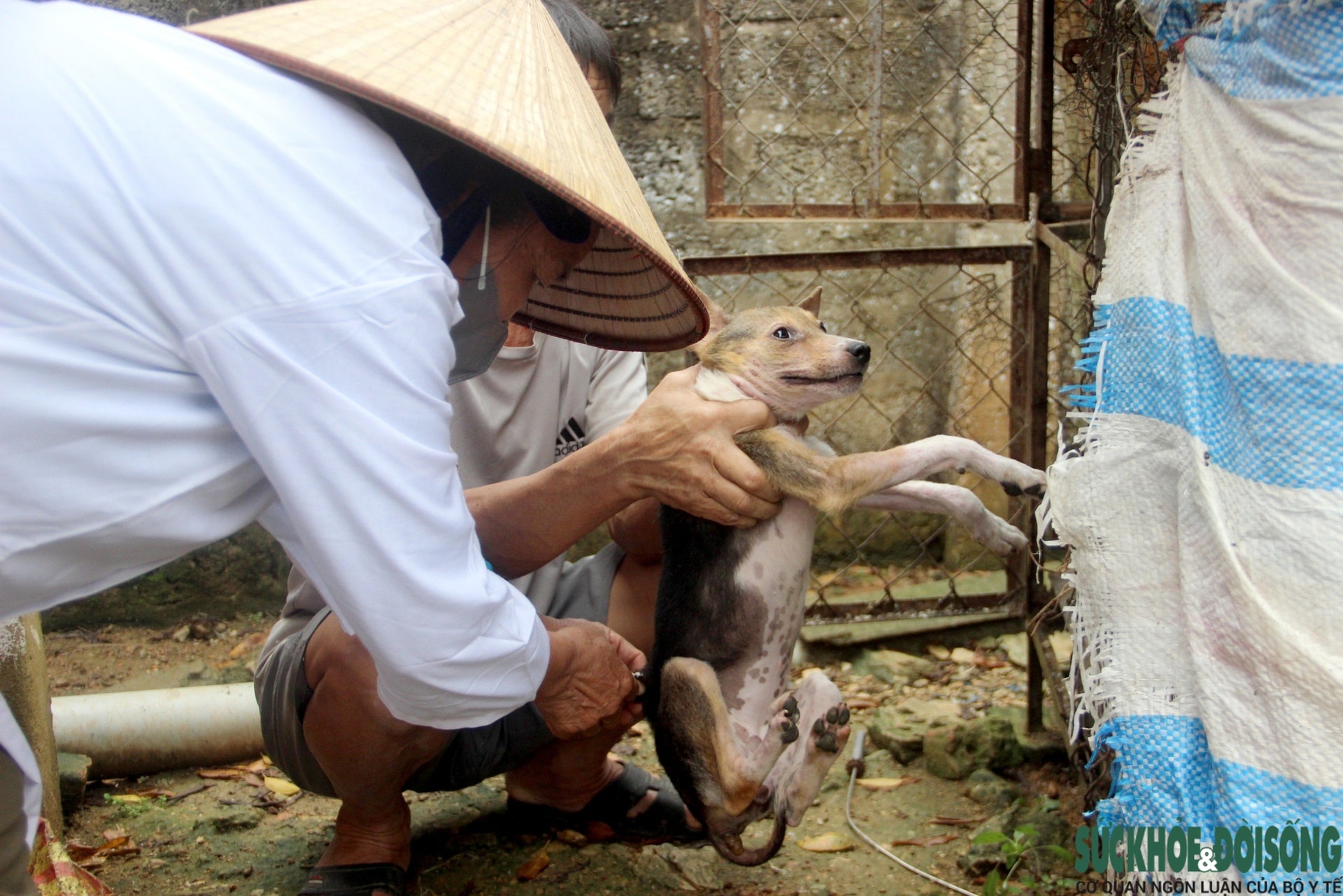 Nỗi ám ảnh mang tên chó thả rông- Ảnh 4.