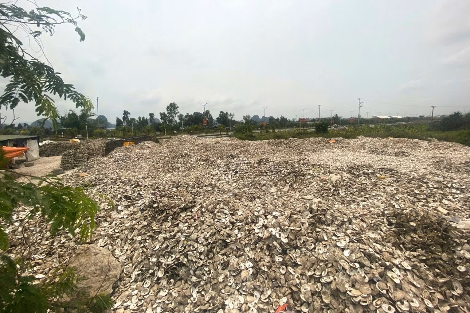 Đổ hơn 300 tấn vỏ hàu ra môi trường, chủ cơ sở bị khởi tố- Ảnh 1.