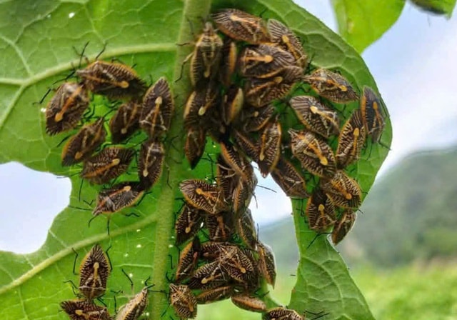Ăn bọ xít bắt ven sông, 6 người ở Thanh Hóa nhập viện- Ảnh 1. Ăn bọ xít bắt ven sông, 6 người ở Thanh Hóa nhập viện- Ảnh 1.