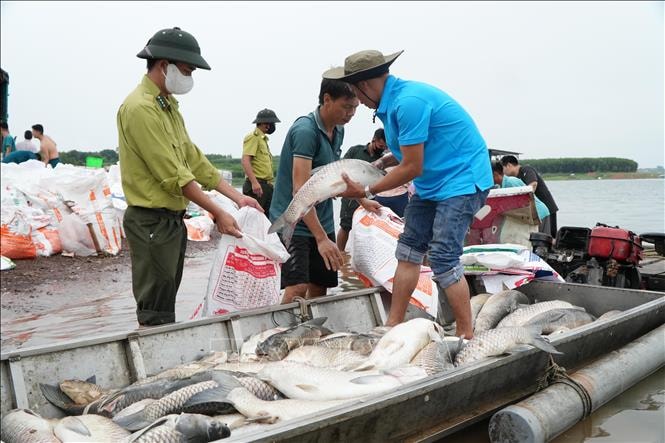 Hơn 100 tấn cá chết trên hồ Trị An- Ảnh 3.