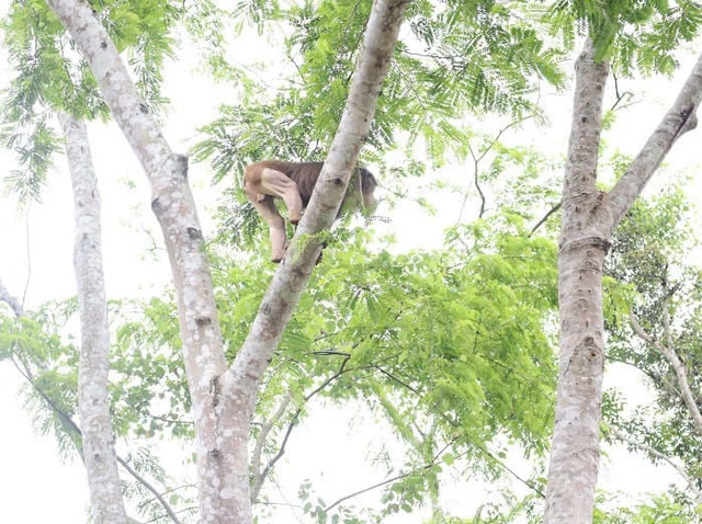 Hình ảnh thú vị về động vật quý hiếm mới được thả về rừng ở Đắk Lắk- Ảnh 5. Hình ảnh thú vị về động vật quý hiếm mới được thả về rừng ở Đắk Lắk- Ảnh 5.