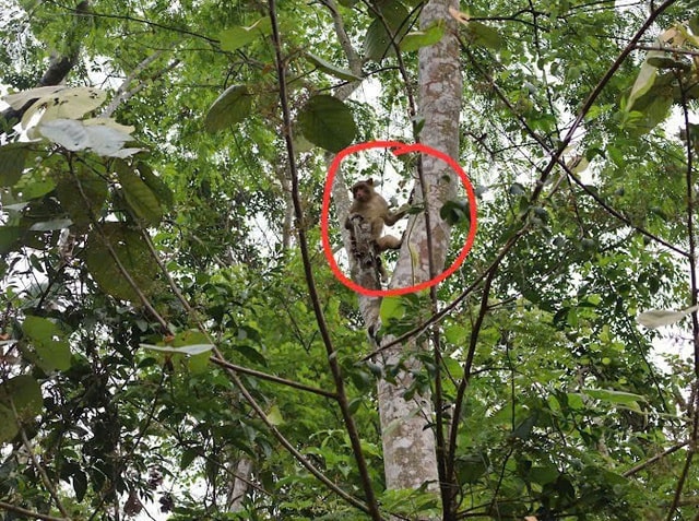 Hình ảnh thú vị về động vật quý hiếm mới được thả về rừng ở Đắk Lắk- Ảnh 6. Hình ảnh thú vị về động vật quý hiếm mới được thả về rừng ở Đắk Lắk- Ảnh 6.