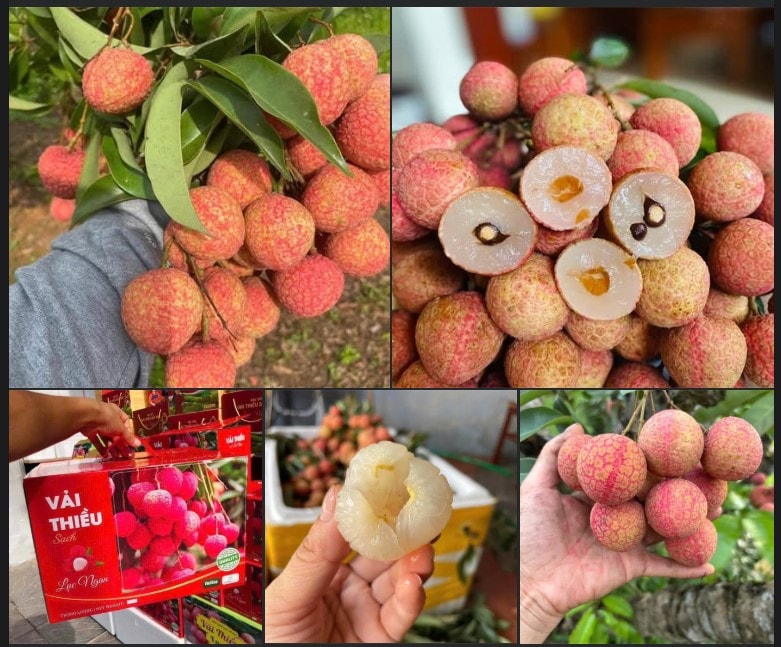 Một loại quả đặc sản của Việt Nam chính thức chinh phục thị trường Mỹ- Ảnh 2. Một loại quả đặc sản của Việt Nam chính thức chinh phục thị trường Mỹ- Ảnh 2.