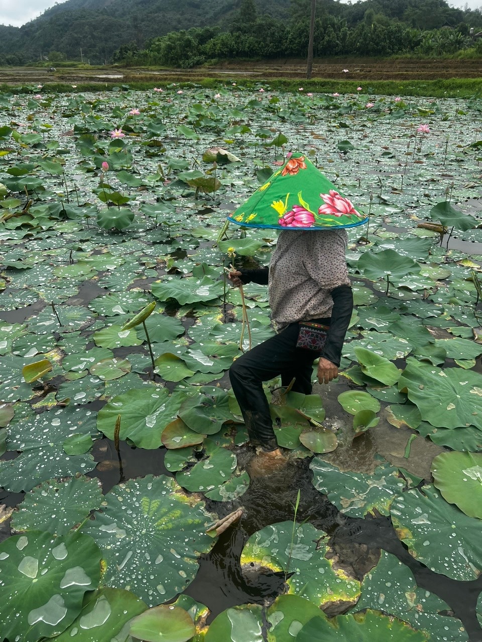 Đưa khoa học vào ruộng bậc thang, hành trình trồng sen trên núi của những ‘nhà khoa học nông dân’- Ảnh 5. Đưa khoa học vào ruộng bậc thang, hành trình trồng sen trên núi của những ‘nhà khoa học nông dân’- Ảnh 5.