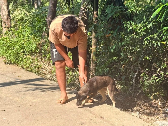 Nguy cơ bệnh dại gia tăng mùa nắng nóng, cần tiêm phòng ngay khi bị chó mèo cắn- Ảnh 4. Nguy cơ bệnh dại gia tăng mùa nắng nóng, cần tiêm phòng ngay khi bị chó mèo cắn- Ảnh 4.