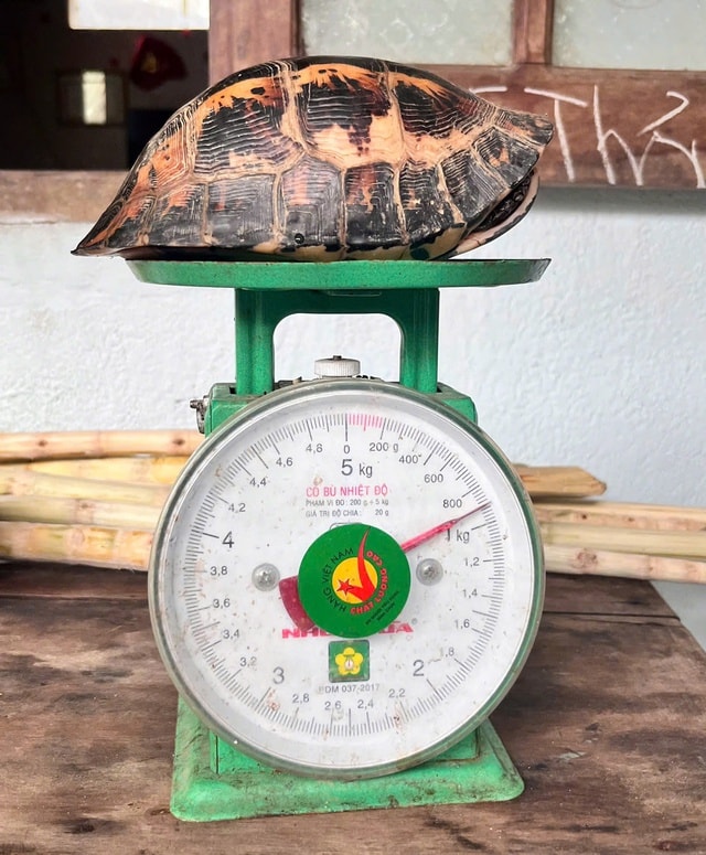 Phát hiện động vật quý hiếm, người dân ở Huế giao nộp bộ đội biên phòng- Ảnh 2. Phát hiện động vật quý hiếm, người dân ở Huế giao nộp bộ đội biên phòng- Ảnh 2.