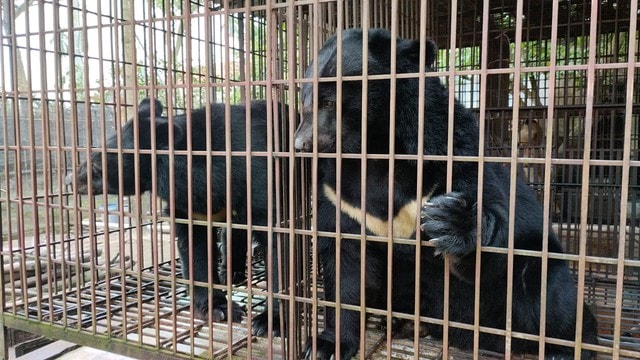Hà Nội vẫn là 'điểm nóng' nuôi nhốt gấu lấy mật, gần một nửa số gấu cả nước tập trung ở Phúc Thọ- Ảnh 2. Hà Nội vẫn là 'điểm nóng' nuôi nhốt gấu lấy mật, gần một nửa số gấu cả nước tập trung ở Phúc Thọ- Ảnh 2.
