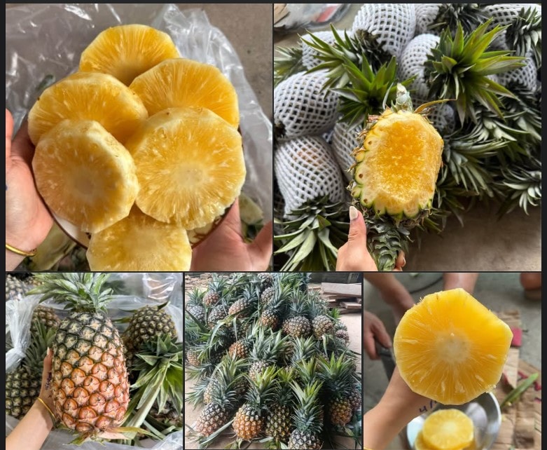 Dứa mật Pu Lau là dứa gì mà được nhiều người tiêu dùng ‘săn đón’ đến vậy?- Ảnh 3. Dứa mật Pu Lau là dứa gì mà được nhiều người tiêu dùng ‘săn đón’ đến vậy?- Ảnh 3.