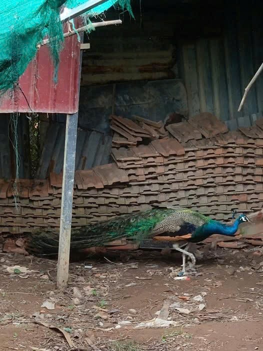 Hai động vật hoang dã nguy cấp, quý, hiếm được thả về môi trường tự nhiên - Ảnh 1. Hai động vật hoang dã nguy cấp, quý, hiếm được thả về môi trường tự nhiên - Ảnh 1.