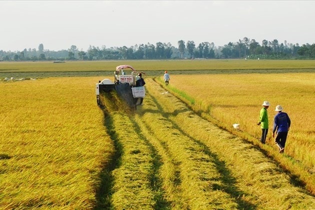 Thị trường gạo xuất khẩu Việt Nam duy trì mức giá ổn định trong phiên ngày 18/6/2026.