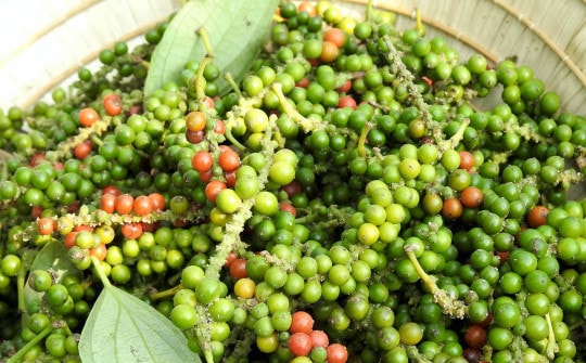 Giá tiêu hôm nay 19/6 Thị trường hồ tiêu trong nước duy trì trạng thái ổn định