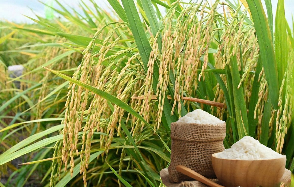 Thị trường gạo bán lẻ tại các chợ truyền thống ghi nhận sức mua ổn định với các dòng gạo thơm chất lượng cao.