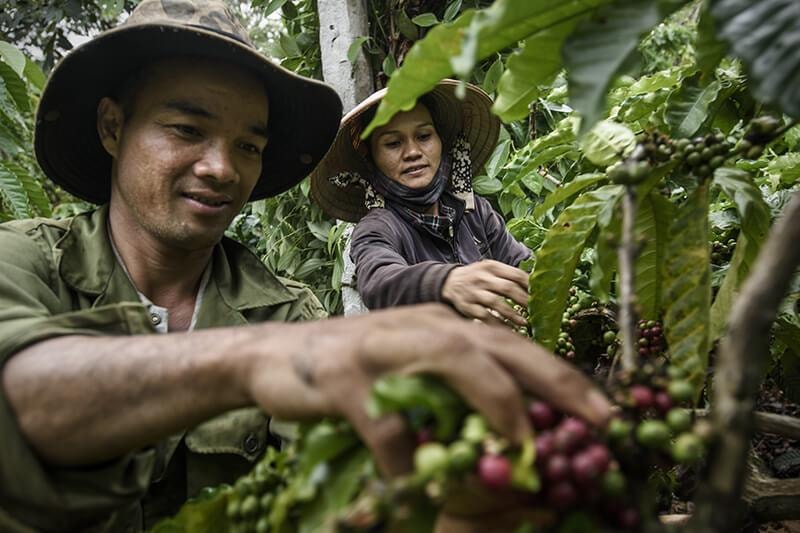 Thị trường cà phê nội địa chịu áp lực chốt lời dù giá thế giới tăng mạnh.