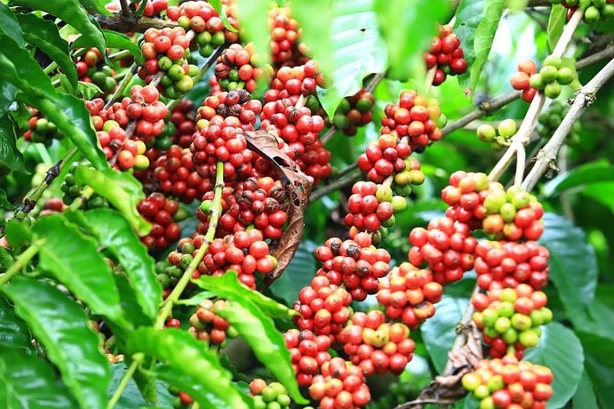 Giá cà phê nội địa ngày 23/6 Giá cà phê Đắk Nông ghi nhận mức 89.400 đồng/kg