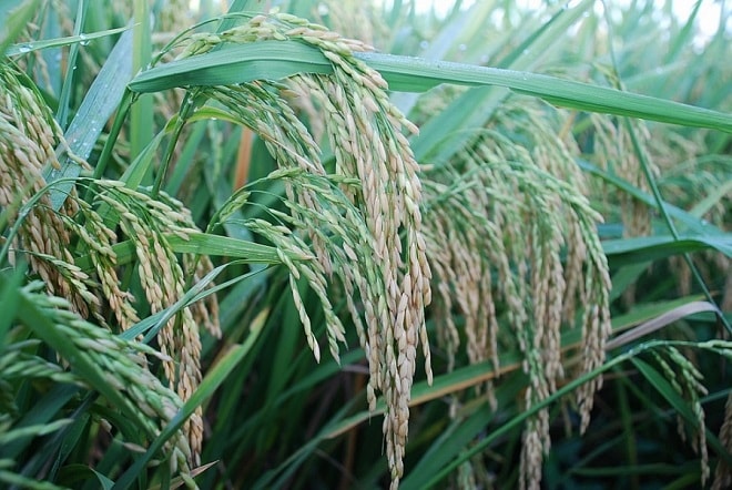 Thị trường lúa gạo tại Đồng bằng sông Cửu Long duy trì đà ổn định trong phiên giao dịch ngày 24/06.