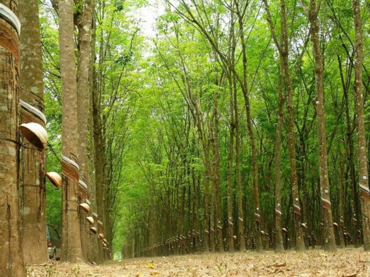 Diễn biến giá cao su ngày 24/6 trên thị trường thế giới và trong nước