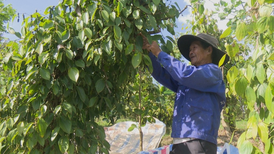 Giá tiêu tại các vùng nguyên liệu duy trì ở mức cao và có xu hướng tăng trưởng