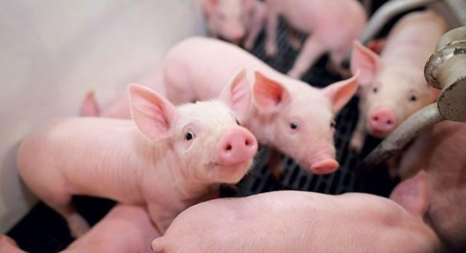 Người chăn nuôi heo tại miền Bắc đang có lợi thế về giá bán so với các khu vực khác.