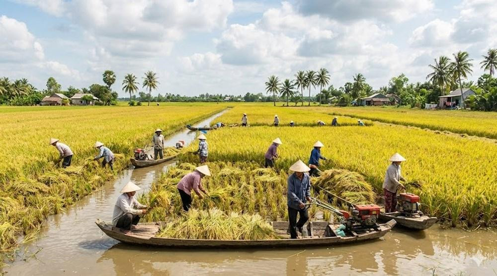 Hoạt động thu hoạch và vận chuyển lúa gạo tại khu vực Đồng bằng sông Cửu Long