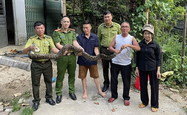 Khống chế và giao nộp cá thể trăn hoang dã cho cơ quan chức năng- Ảnh 1.